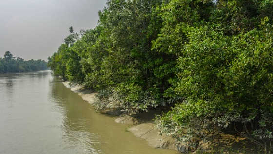 Sundarban Forest